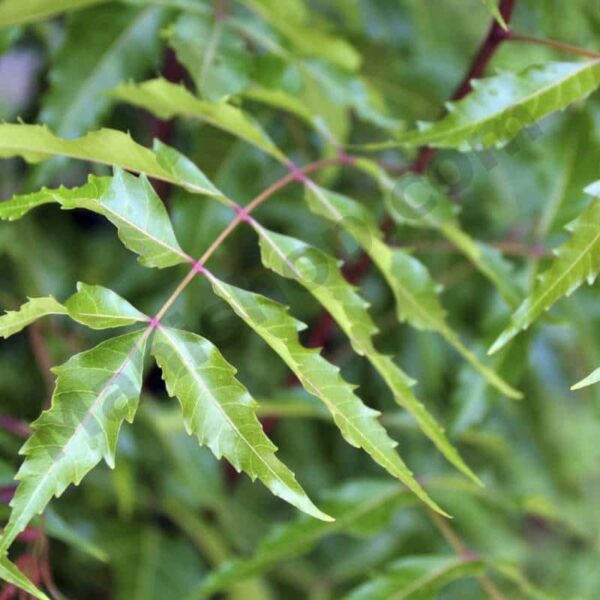 Neem Carrier Oil