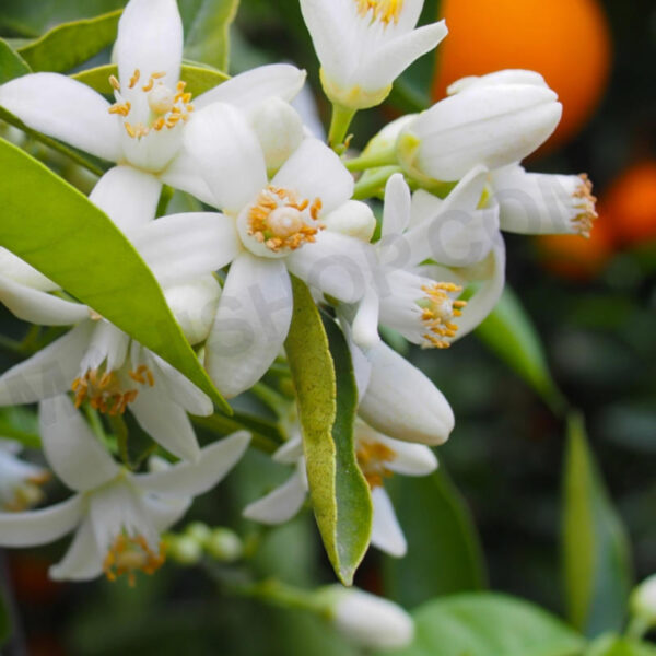 Orange Blossom Flower Oil