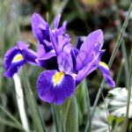 Orris Floral Absolute
