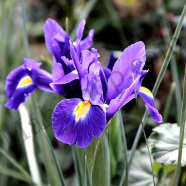 Orris Floral Absolute