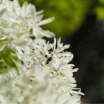 Osmanthus Floral Absolute