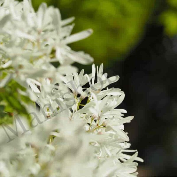 Osmanthus Floral Absolute