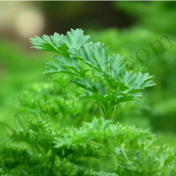 Parsley Hydrosol