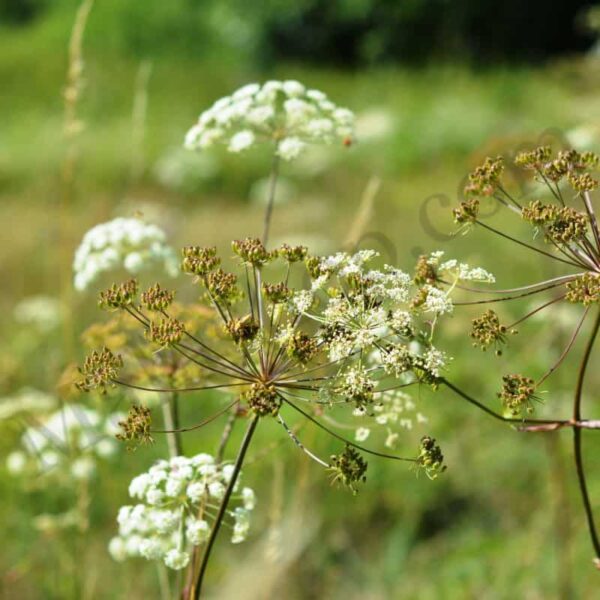 Parsley Seed Essential Oil
