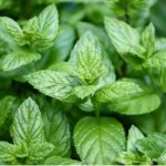 Peppermint Hydrosol