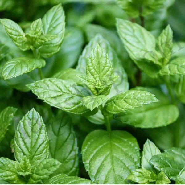 Peppermint Hydrosol
