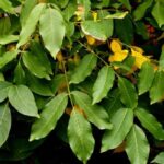 Peru Balsam Essential Oil