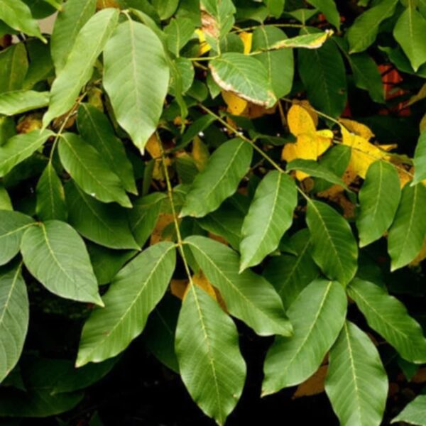 Peru Balsam Essential Oil