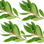 Ravensara Essential Oil