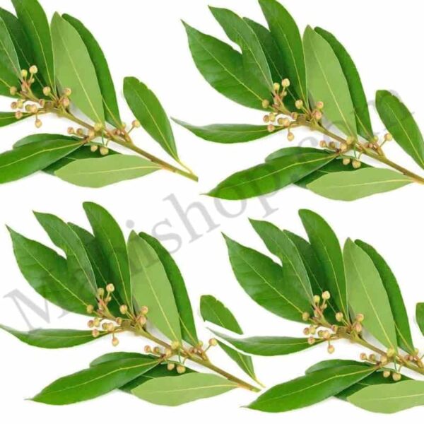 Ravensara Essential Oil