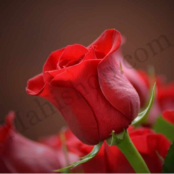 Rose Hydrosol