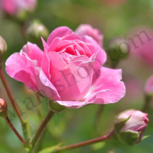 Rose Otto Hydrosol