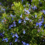 Rosemary Essential Oil