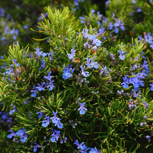 Rosemary Essential Oil