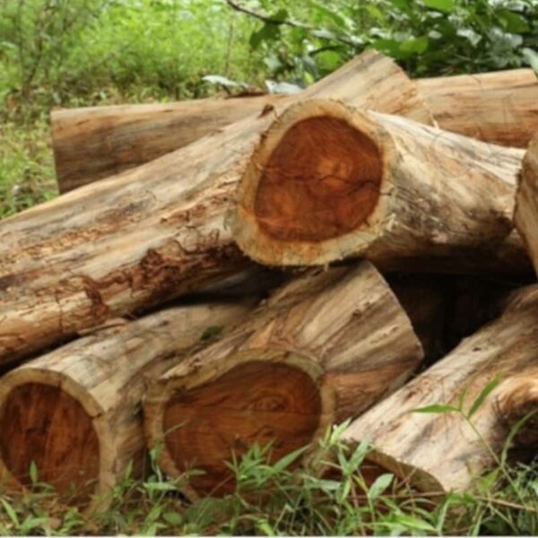 Rosewood(bois Di Rose) Essential Oil