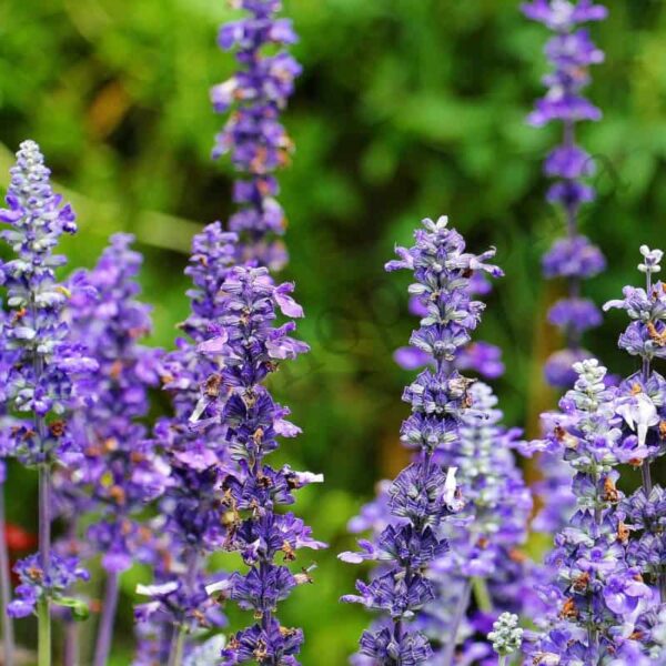 Sage Essential Oil