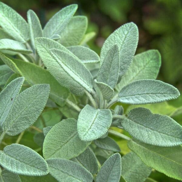 Sage (spanish) Essential Oil