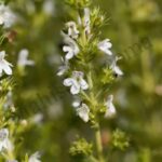Savory Essential Oil