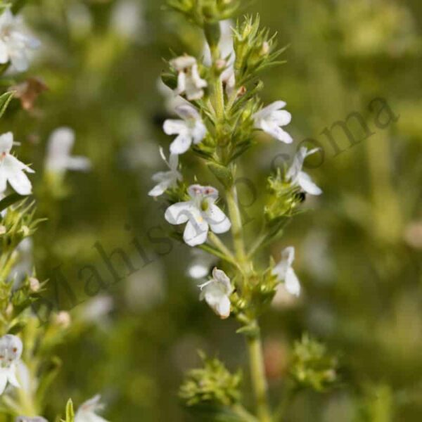 Savory Essential Oil