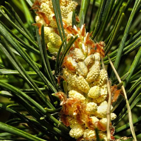 Scotch Pine Essential Oil