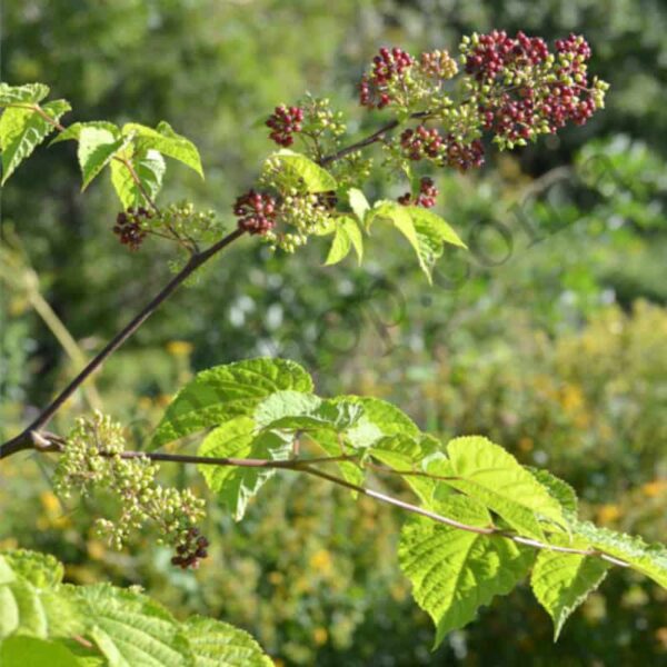 Spikenard Essential Oil