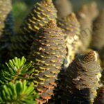 Spruce Essential Oil