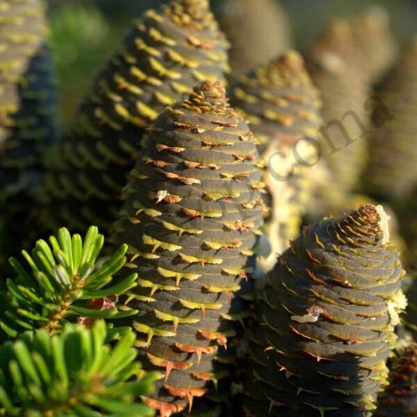 Spruce Essential Oil