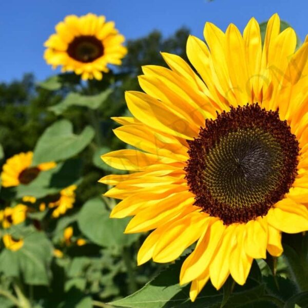 Sunflower Oil