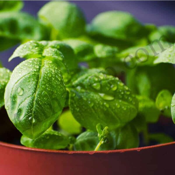 Sweet Basil Essential Oil