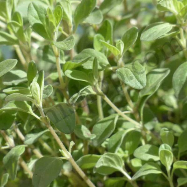 Sweet Marjoram Essential Oil