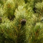 Texas Cedar Wood Essential Oil