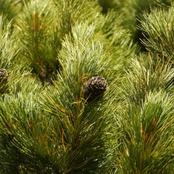 Texas Cedar Wood Essential Oil