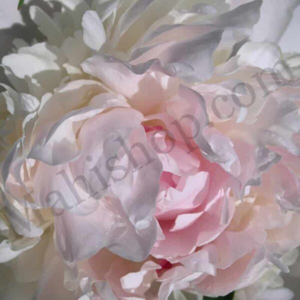 Tuberose Hydrosol