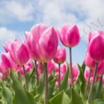 Tulip Flower Essential Oil