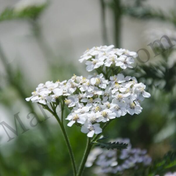Yarrow (blue) Essential Oil