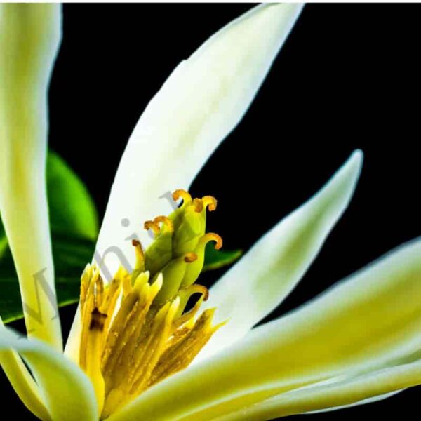 Yellow Champaca Floral Absolute