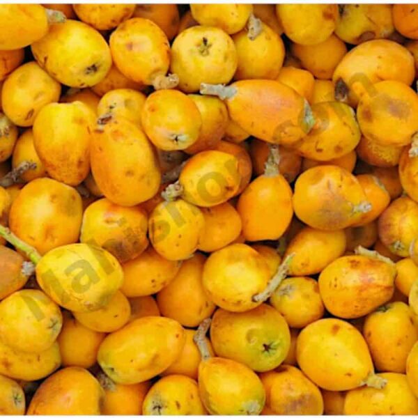 Marula Oil