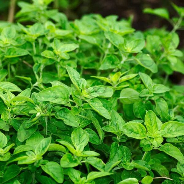 Oregano Essential Oil