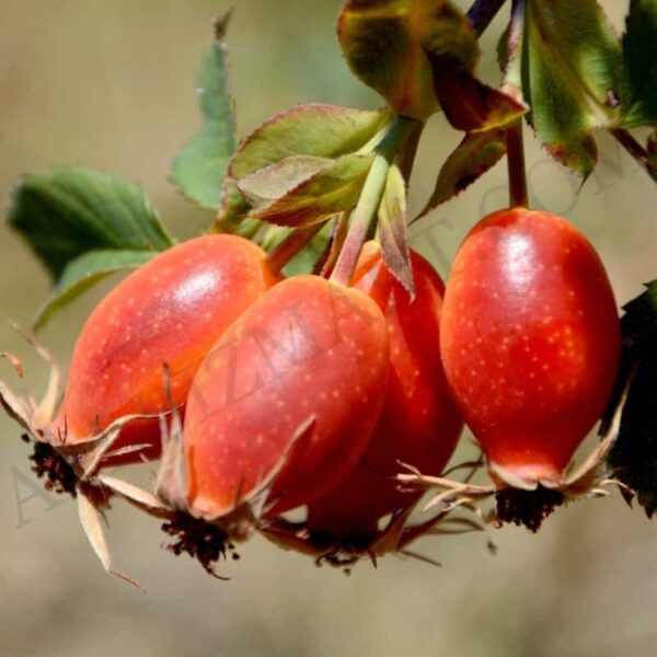 Rosehip Oil