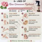 8 uses of rose geranium hydrosol