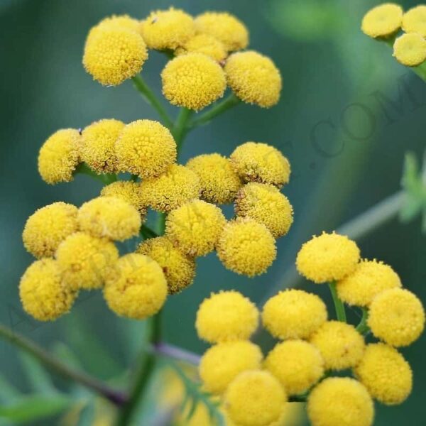 Helichrysum Hydrosol