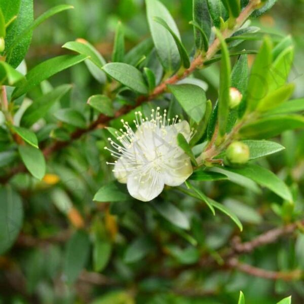 Myrtle Hydrosol
