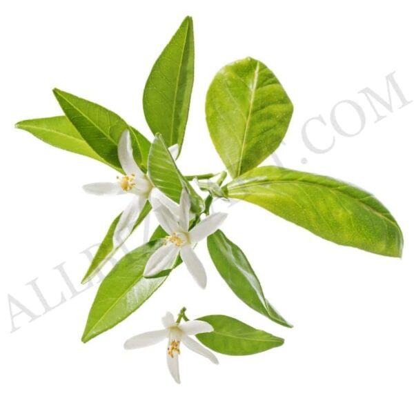 Neroli Hydrosol