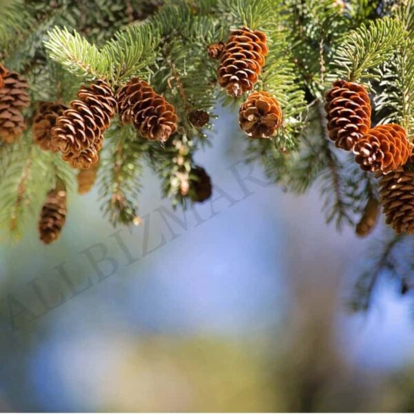 Pine Hydrosol
