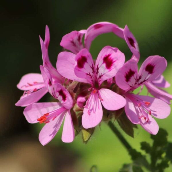 Rose Geranium Hydrosol