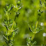 Thyme White Hydrosol