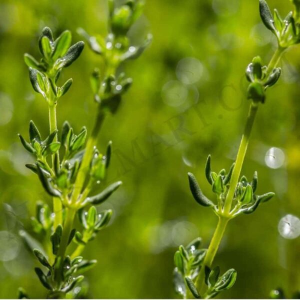 Thyme White Hydrosol