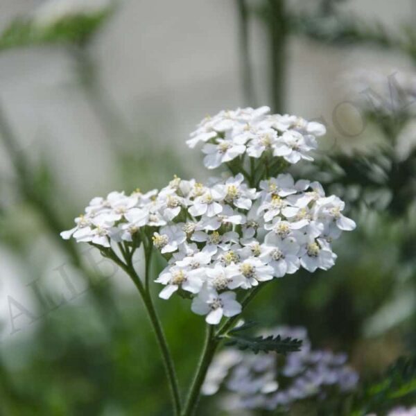 Yarrow Hydrosol