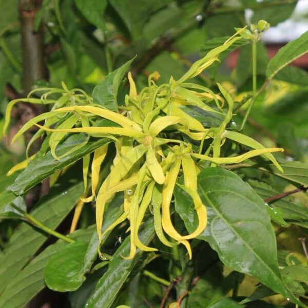 Ylang Ylang Hydrosol