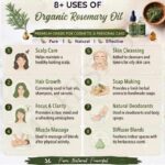 8 uses of organic rosemary oil